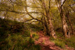 Roughting Linn Woodland by newcastlemale