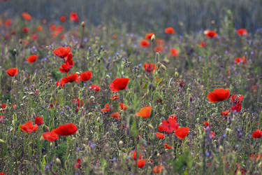 Poppy Field by newcastlemale