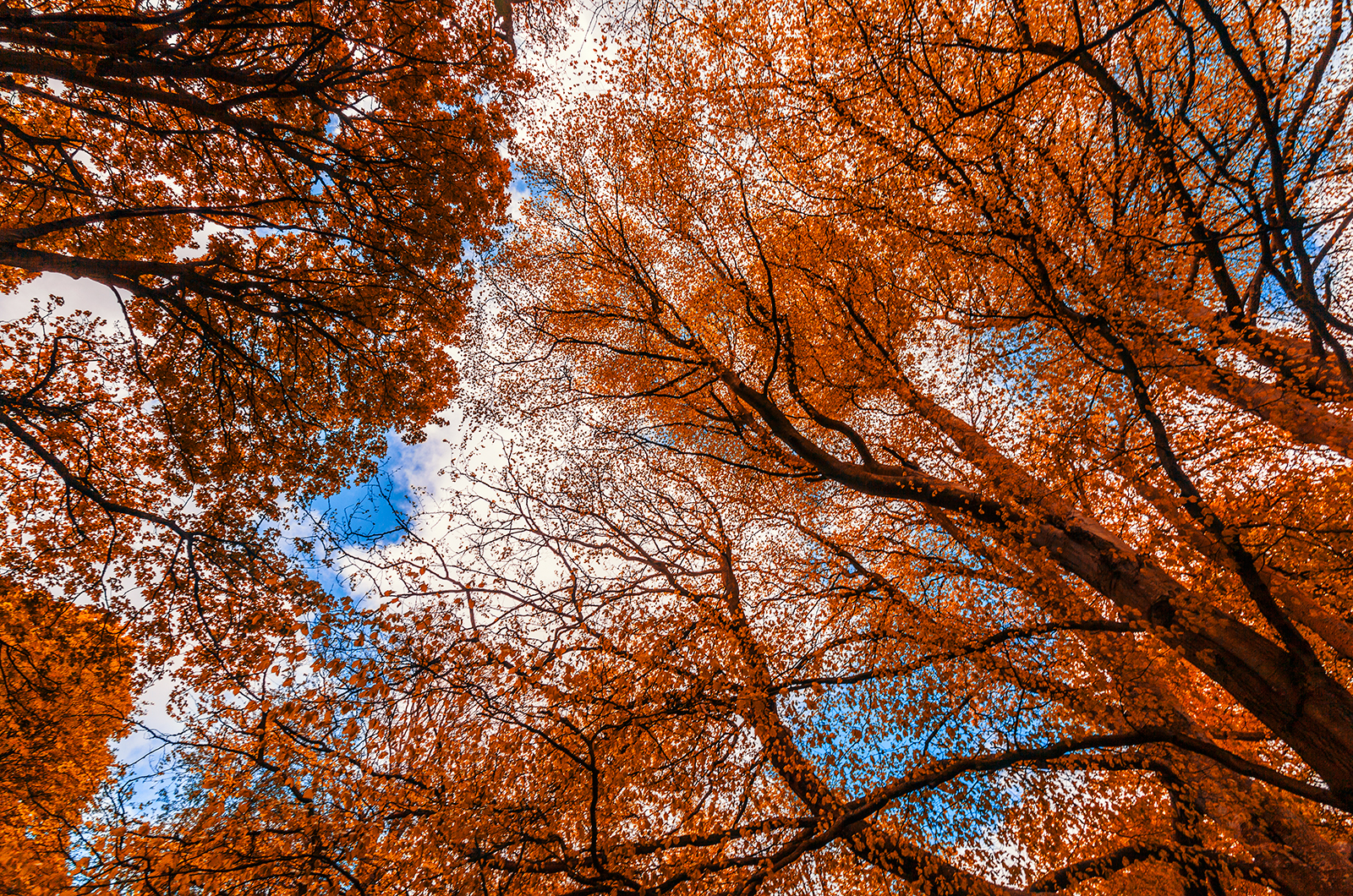 Northumberland Woodland