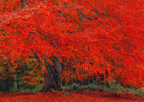 Hulne Park Autumn