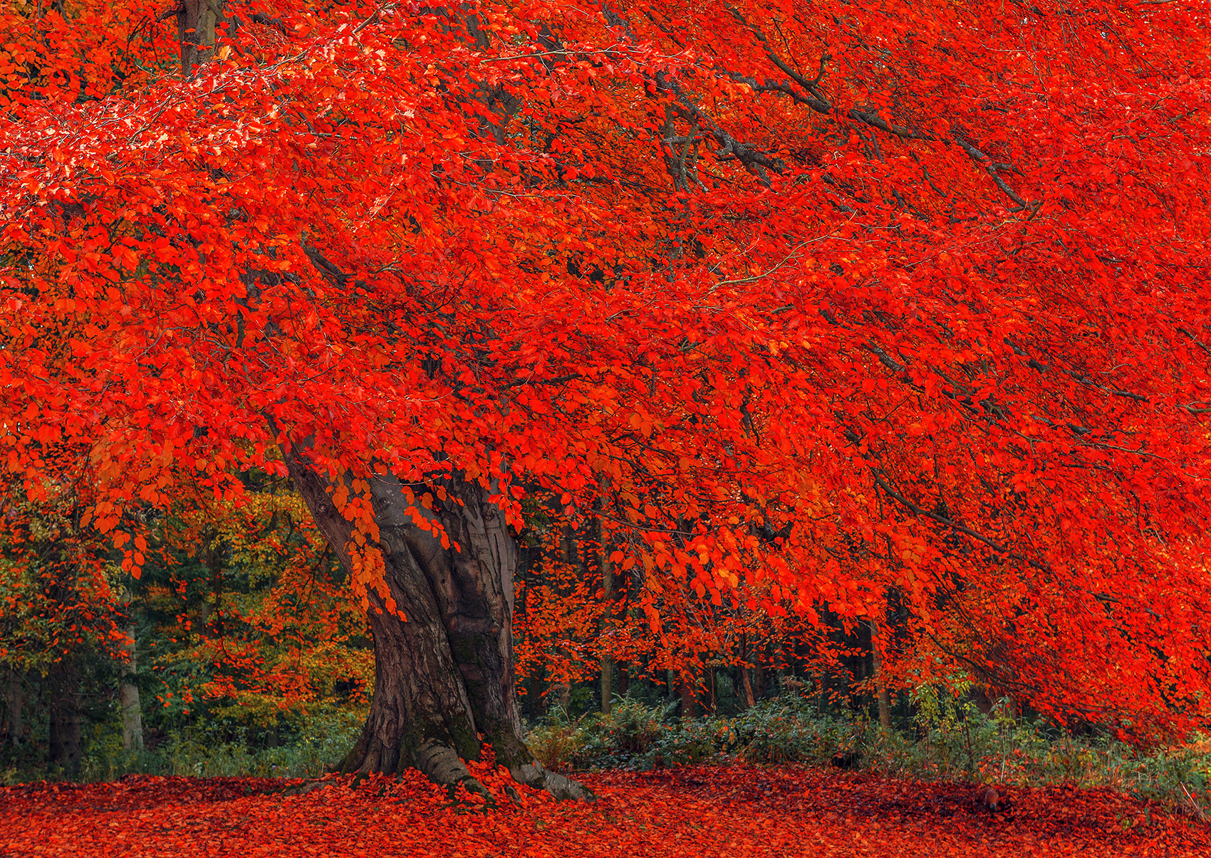 Hulne Park Autumn