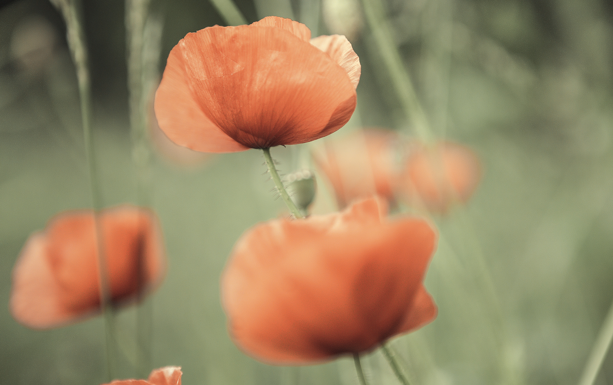 Poppies 2