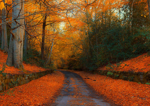 Autumn in Northumberland