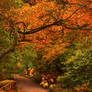 Autumn in Northumberland 2
