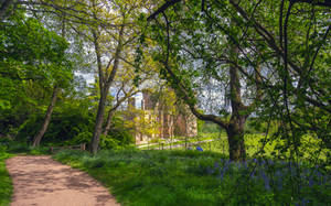 Belsay Woodland