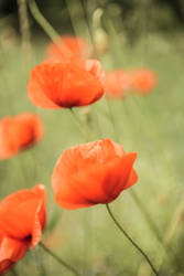 Poppies