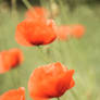 Poppies