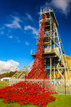Woodhorn Poppies by newcastlemale