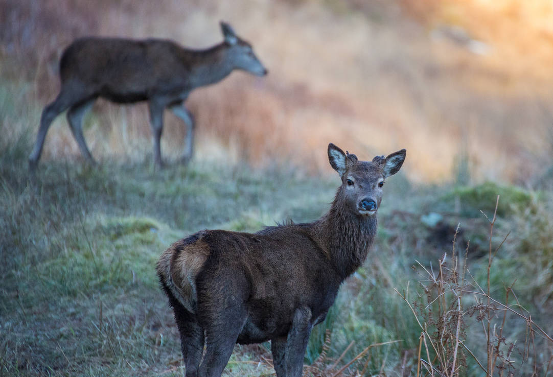 Glencoe Deer by newcastlemale