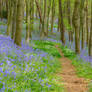 Bluebell Woods