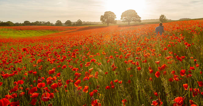 Poppy Field