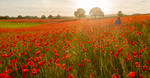 Poppy Field by newcastlemale