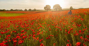 Poppy Field by newcastlemale