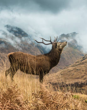 Stag in Glencoe