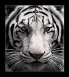 Black and White by tyt2000