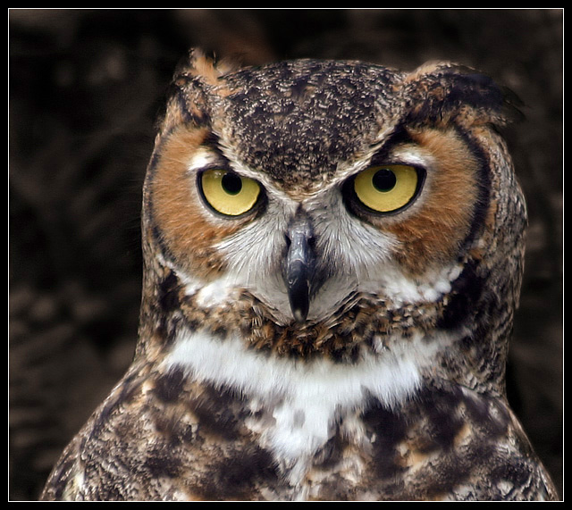 Great Horned Owl