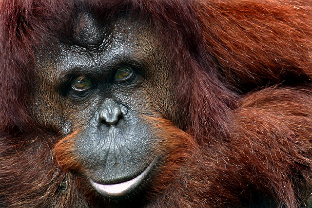 The Bornean Orangutan - Color