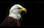 Bald Eagle by tyt2000