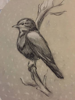 Bird sketch