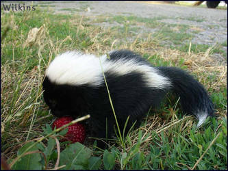 Skunk2