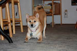 Playful Shiba by VandalsGirl
