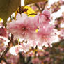 Pink Blossoms