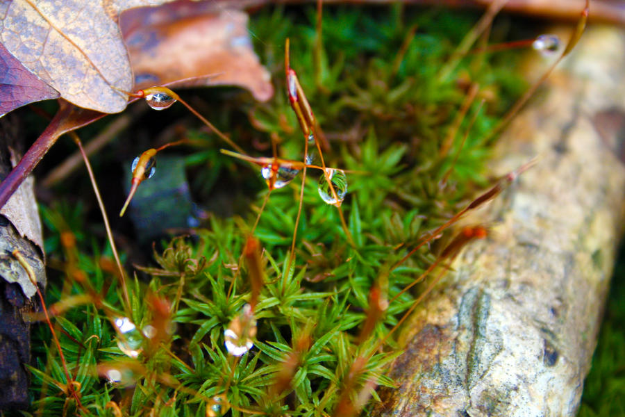 The simple rain drop by fizzyart717 on DeviantArt