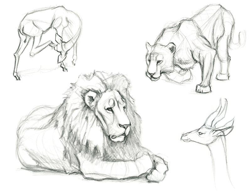Animal sketches by Cliffhangar on DeviantArt