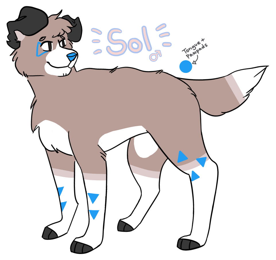 Sol reference sheet - new fursona!