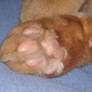 Cat Paw Stock 1