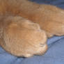 Cat Paw Stock 2