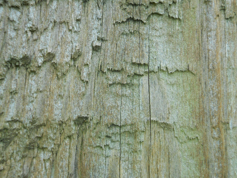 Wood Grain Texture 2