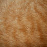 Cat Fur Texture 1