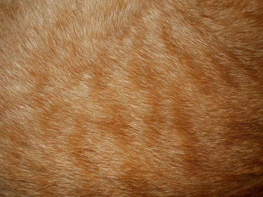 Cat Fur Texture 1