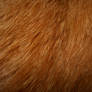 Cat Fur Texture 2