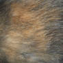 Cat Fur Texture 3