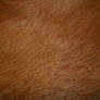 Golden Retriever Fur Texture