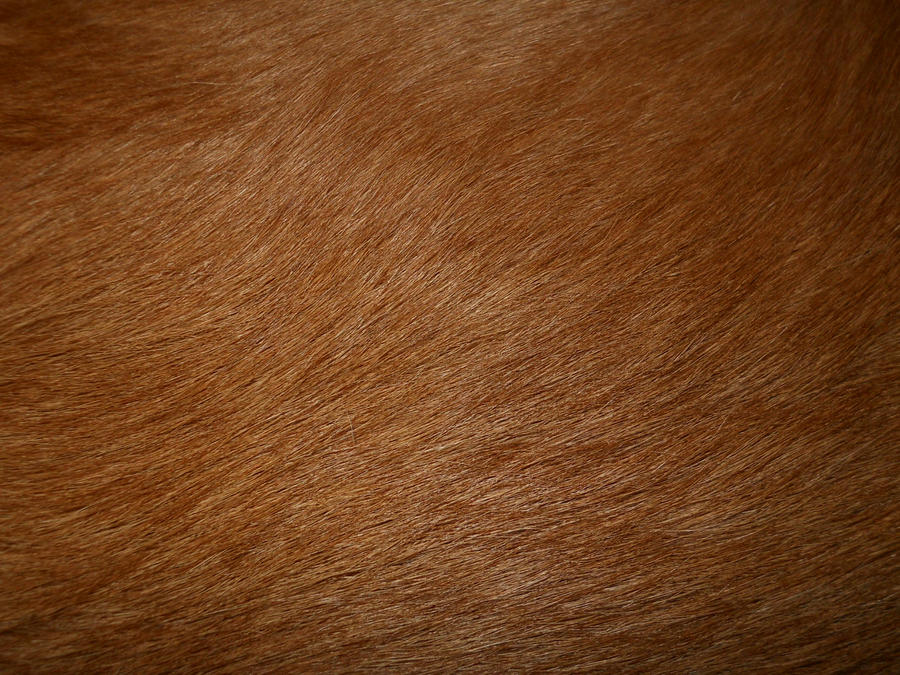 Golden Retriever Fur Texture