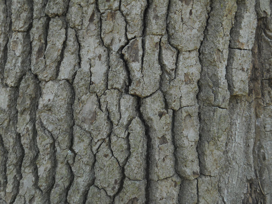 Bark Texture 6