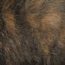 Cat Fur Texture 4