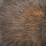 Cat Fur Texture 8