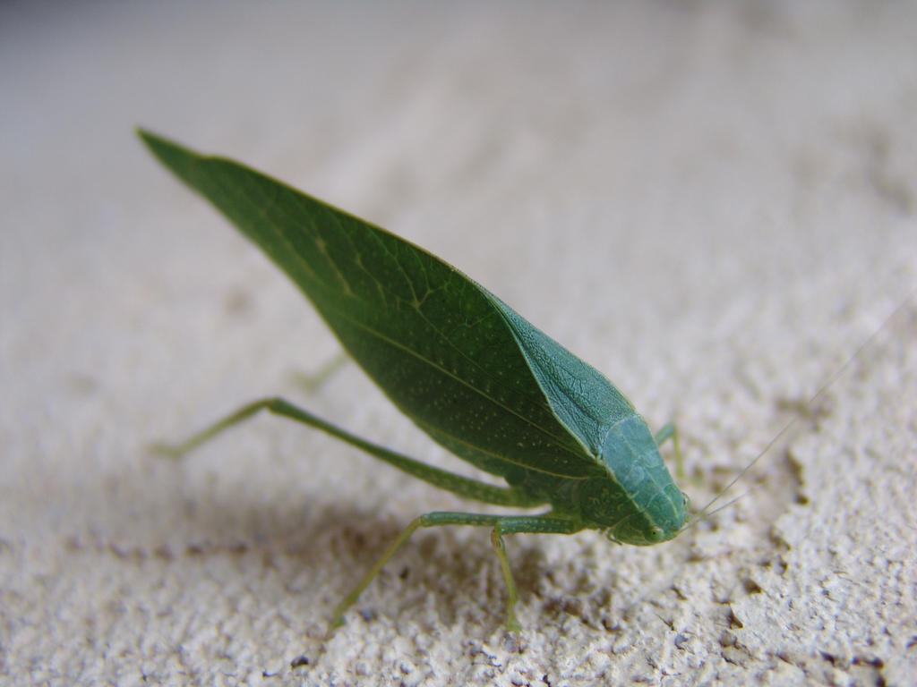 Green Leaf Bug Thing