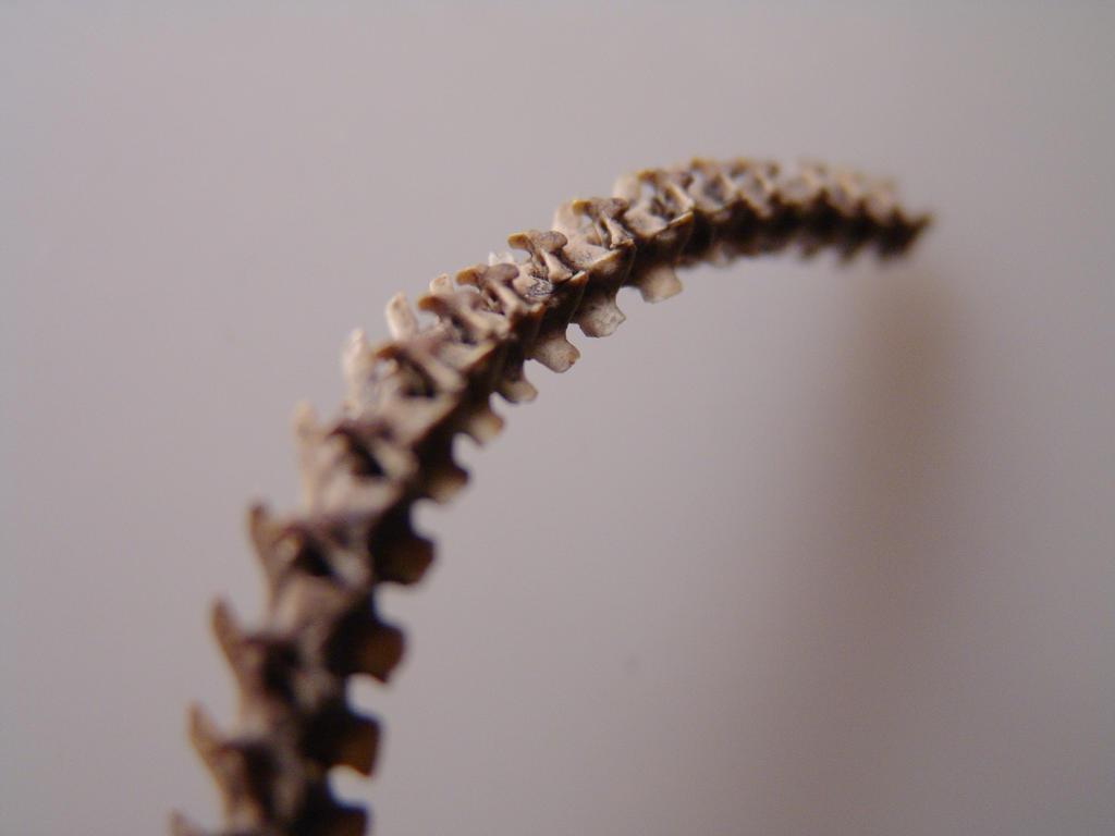Rattlesnake Bones 1 by Devoral on DeviantArt