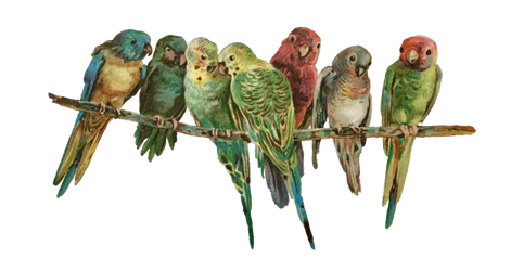 Christmas Parakeets on a PNG