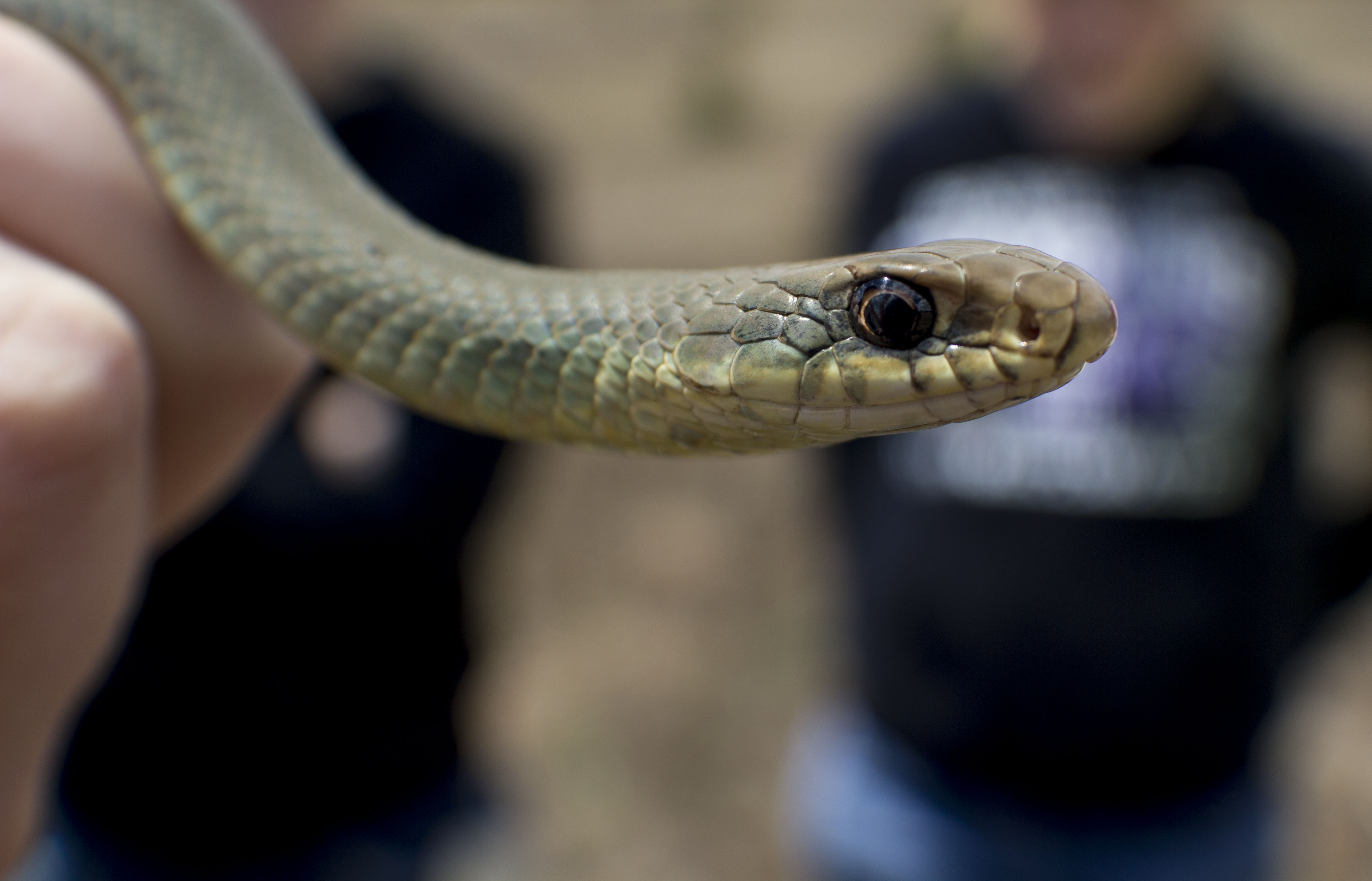 Blue Racer Snake by Sam-Finch on DeviantArt