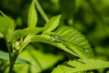 Damselfly 2