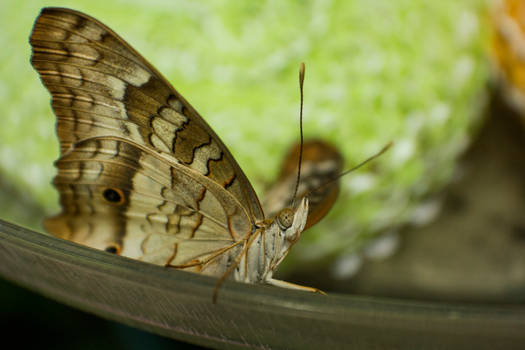 White Peacock 2