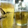 Bird in beer