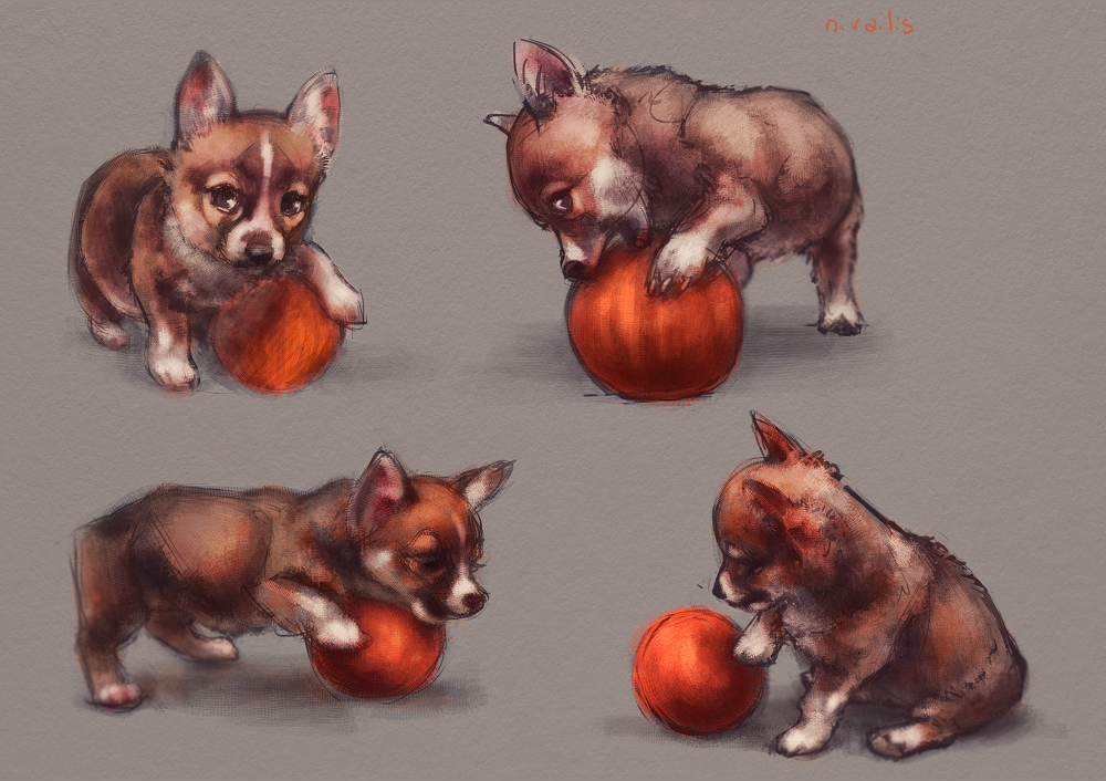 Corgi sketches