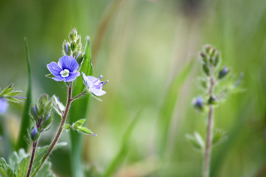 Between threads of grass